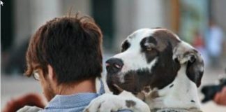 Humans feel more empathy for dogs than for other humans, study suggests Humans feel more empathy for dogs than for other humans, study suggests