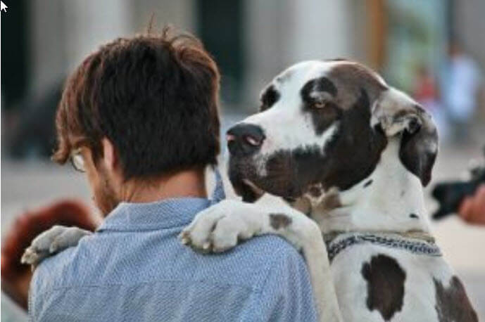 Humans feel more empathy for dogs than for other humans, study suggests