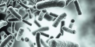 Missing gut bacteria produces autism symptoms Missing gut bacteria produces autism symptoms