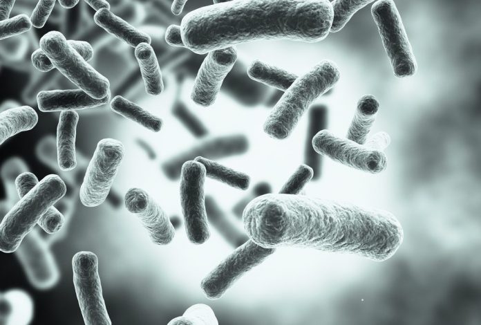 Missing gut bacteria produces autism symptoms