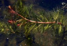 New study sheds light on watermilfoil management New study sheds light on watermilfoil management