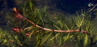 New study sheds light on watermilfoil management New study sheds light on watermilfoil management