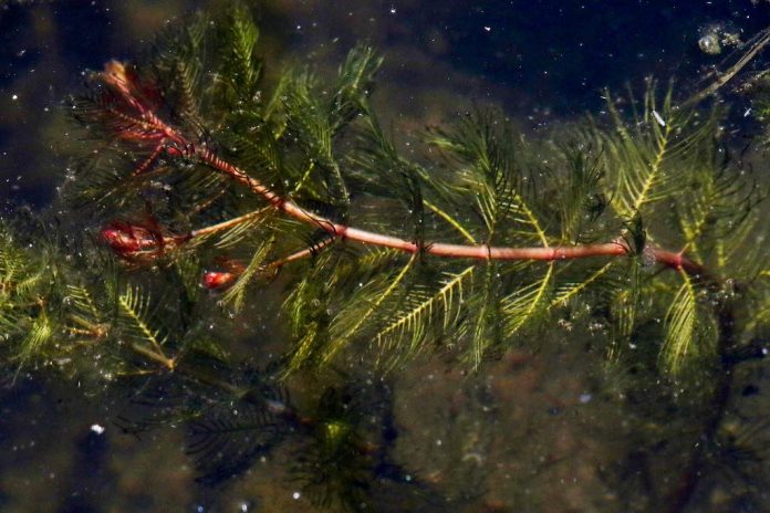 New study sheds light on watermilfoil management