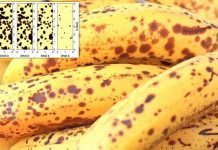 Research on banana browning could help tackle food waste Research on banana browning could help tackle food waste