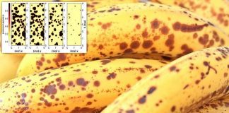 Research on banana browning could help tackle food waste Research on banana browning could help tackle food waste