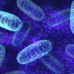 Buck Institute researcher uncovers clues to aging in mitochondria Researcher uncovers clues to aging in mitochondria