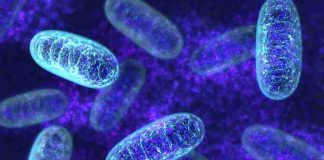 Buck Institute researcher uncovers clues to aging in mitochondria Researcher uncovers clues to aging in mitochondria