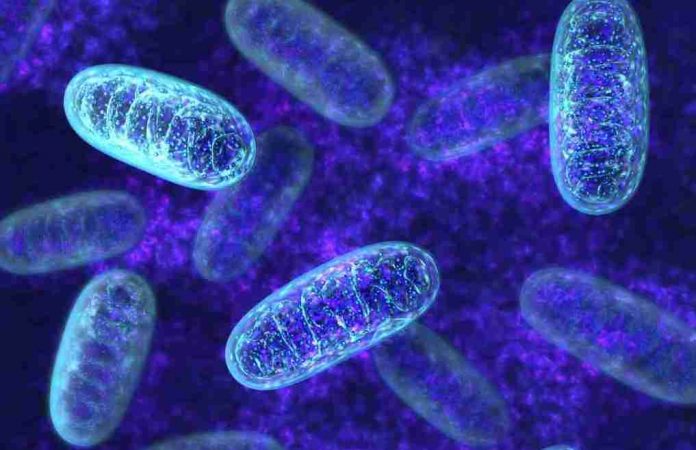 Researcher uncovers clues to aging in mitochondria