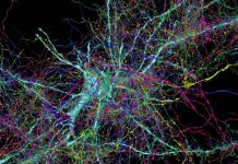 Researchers build subcellular map of entire brain networks Researchers build subcellular map of entire brain networks