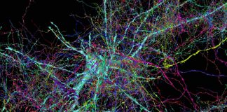 Researchers build subcellular map of entire brain networks Researchers build subcellular map of entire brain networks