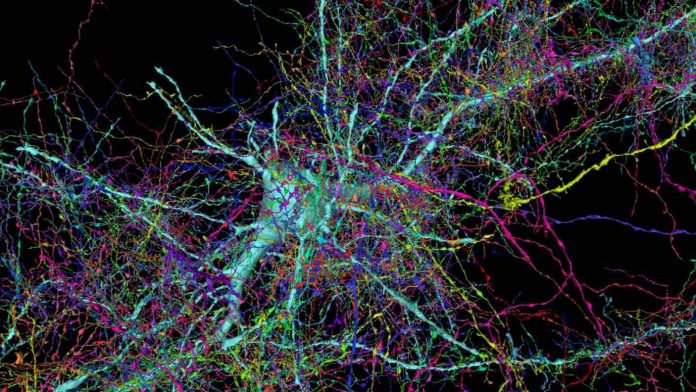 Researchers build subcellular map of entire brain networks