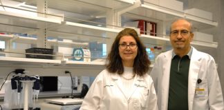 Researchers discover new promising target for diabetes treatment Researchers discover new promising target for diabetes treatment