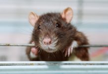 Researchers prove rats experience regret Researchers prove rats experience regret
