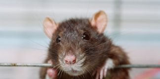 Researchers prove rats experience regret Researchers prove rats experience regret