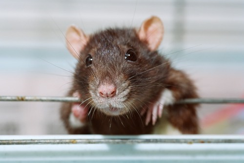 Researchers prove rats experience regret
