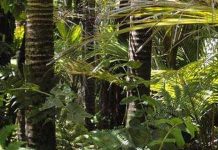 Researchers synthesize psychotropic compound from rainforest tree Researchers synthesize psychotropic compound from rainforest tree
