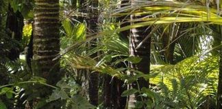 Researchers synthesize psychotropic compound from rainforest tree Researchers synthesize psychotropic compound from rainforest tree