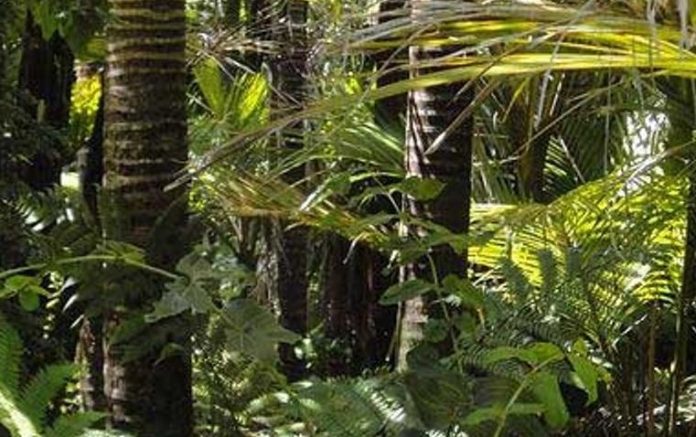 Researchers synthesize psychotropic compound from rainforest tree