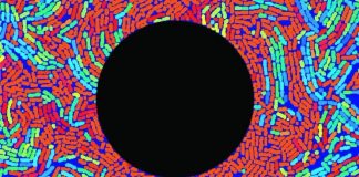 Scientist manipulate demographic of bacterial community with novel electronic technology Scientist manipulate demographic of bacterial community with novel electronic technology