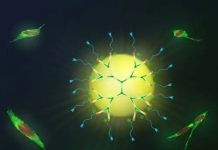 Scientists boost signals from fluorescent sensors Scientists boost signals from fluorescent sensors