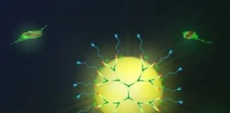 Scientists boost signals from fluorescent sensors Scientists boost signals from fluorescent sensors