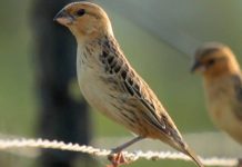 Scientists prove birds learn to use tools from their peers Scientists prove birds learn to use tools from their peers