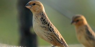 Scientists prove birds learn to use tools from their peers Scientists prove birds learn to use tools from their peers