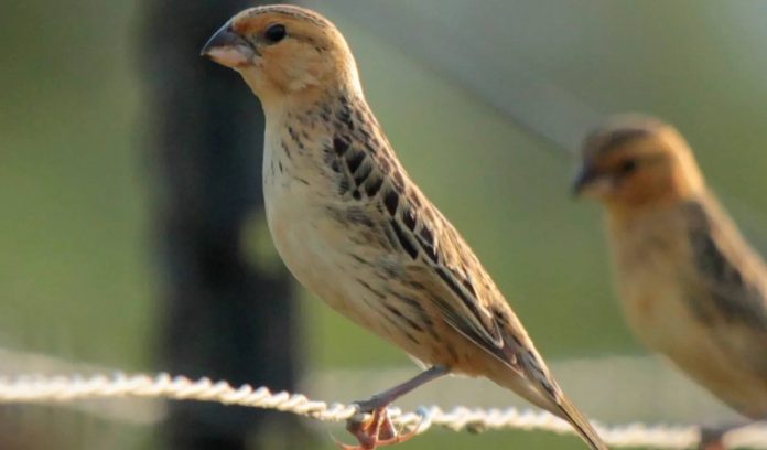 Scientists prove birds learn to use tools from their peers