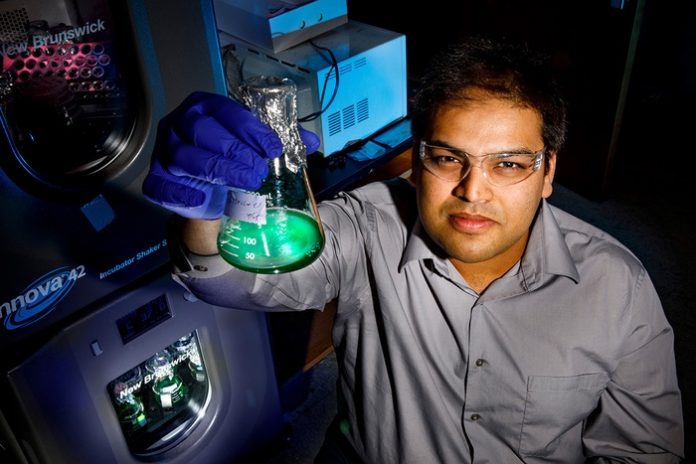 Study: Viable Yeast–Cyanobacterial Hybrids Created