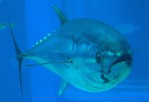 Study pinpoints ‘blue corridors’ for highly migratory fish Study pinpoints ‘blue corridors’ for highly migratory fish