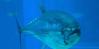 Study pinpoints ‘blue corridors’ for highly migratory fish Study pinpoints ‘blue corridors’ for highly migratory fish