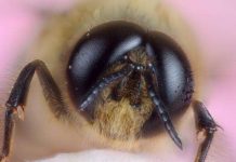 Study shows that insects have basic consciousness Study shows that insects have basic consciousness