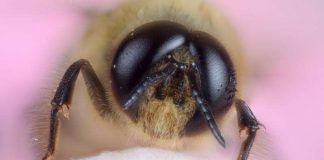 Study shows that insects have basic consciousness Study shows that insects have basic consciousness