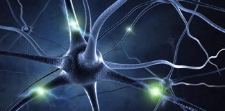 UCLA researchers identify how the brain links memories UCLA researchers identify how the brain links memories