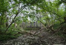 University of Cincinnati scientists examine low-cost ways to improve urban streams University of Cincinnati scientists examine low-cost ways to improve urban streams
