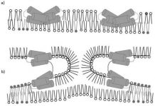 JU chemists publish an article in a prestigious international journal JU chemists publish an article in a prestigious international journal