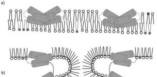 JU chemists publish an article in a prestigious international journal JU chemists publish an article in a prestigious international journal
