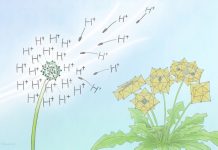 Kyoto University researchers serendipitously discover rare cluster compound Kyoto University researchers serendipitously discover rare cluster compound