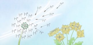 Kyoto University researchers serendipitously discover rare cluster compound Kyoto University researchers serendipitously discover rare cluster compound