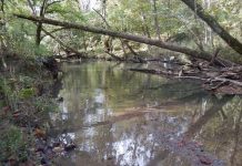 Research: Giving metal to microbes could reduce greenhouse gas Research: Giving metal to microbes could reduce greenhouse gas