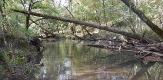 Research: Giving metal to microbes could reduce greenhouse gas Research: Giving metal to microbes could reduce greenhouse gas