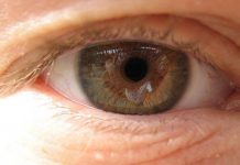 Researchers find new factors behind better vision Researchers find new factors behind better vision