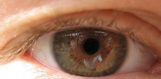 Researchers find new factors behind better vision Researchers find new factors behind better vision