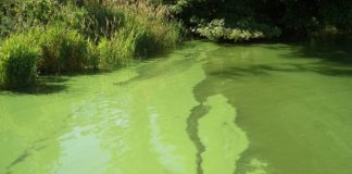 Researchers offer solutions to global phosphorus crisis that threatens food and water security Researchers offer solutions to global phosphorus crisis that threatens food and water security