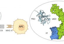 Scientists determine 1st crystal structure of LAG3 Scientists determine 1st crystal structure of LAG3