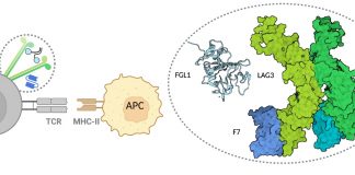 Scientists determine 1st crystal structure of LAG3 Scientists determine 1st crystal structure of LAG3
