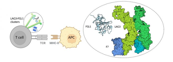 Scientists determine 1st crystal structure of LAG3