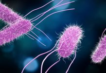 Scientists discover intracellular biosilicification in prokaryotes Scientists discover intracellular biosilicification in prokaryotes