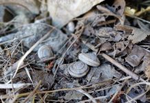 Scientists identify the microbes in 100-year-old snail guts Scientists identify the microbes in 100-year-old snail guts