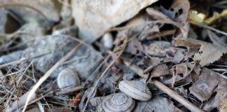 Scientists identify the microbes in 100-year-old snail guts Scientists identify the microbes in 100-year-old snail guts